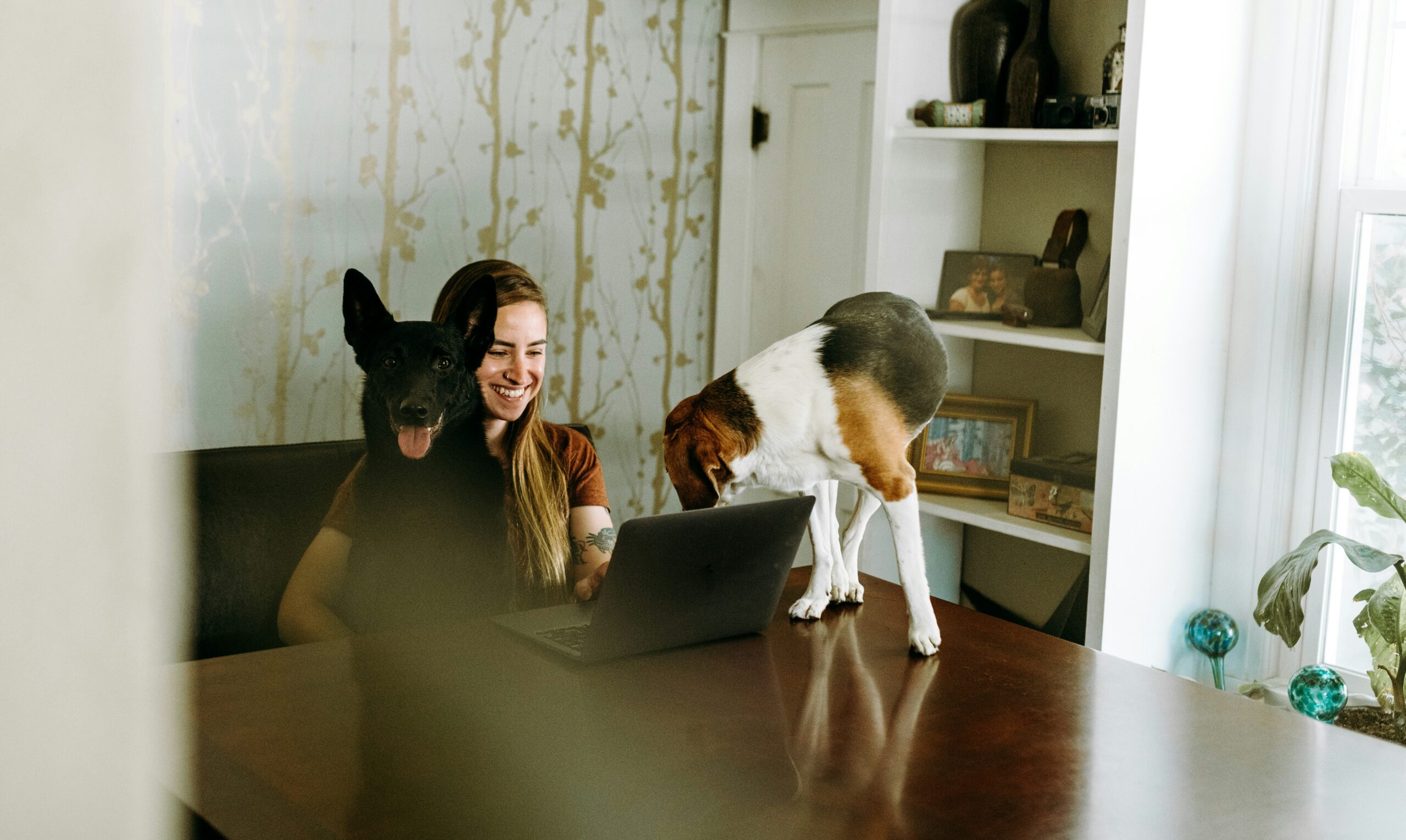 Healthy dog and cat protected from parasites year-round with veterinary prevention products at Ridgefield Veterinary Center