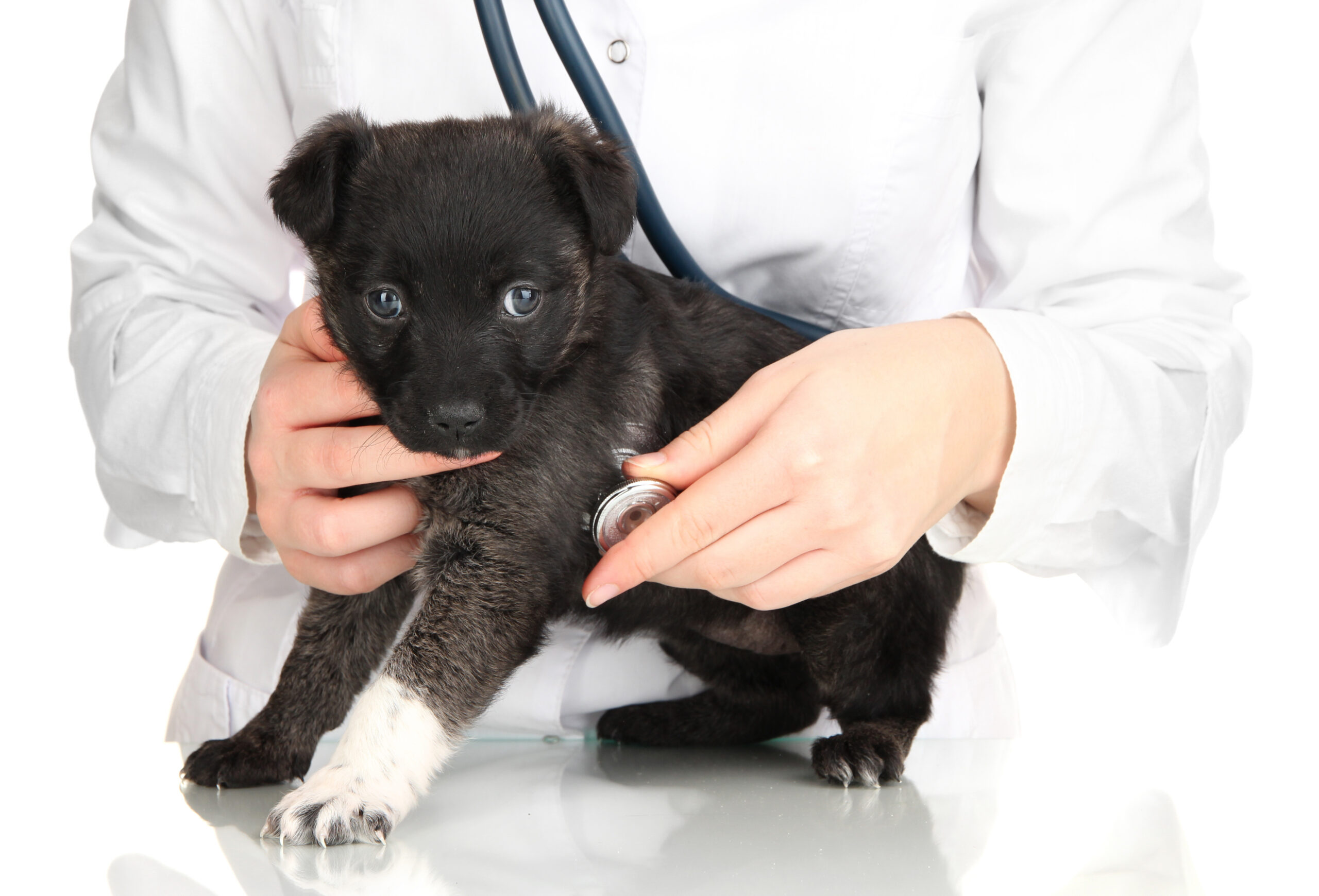 Veterinarian gently examining cat before spay neuter surgery at Ridgefield Veterinary Center