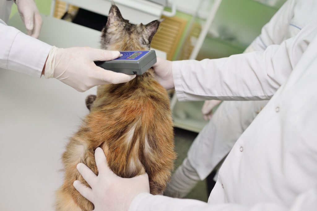 Pet Microchipping In Ridgefield, CT | Ridgefield Vet Center