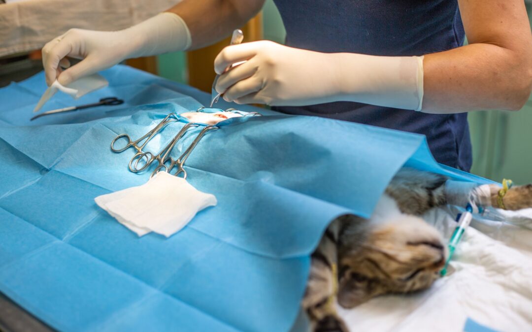 Cat Care 101: When to Spay or Neuter a Cat Safely and Correctly