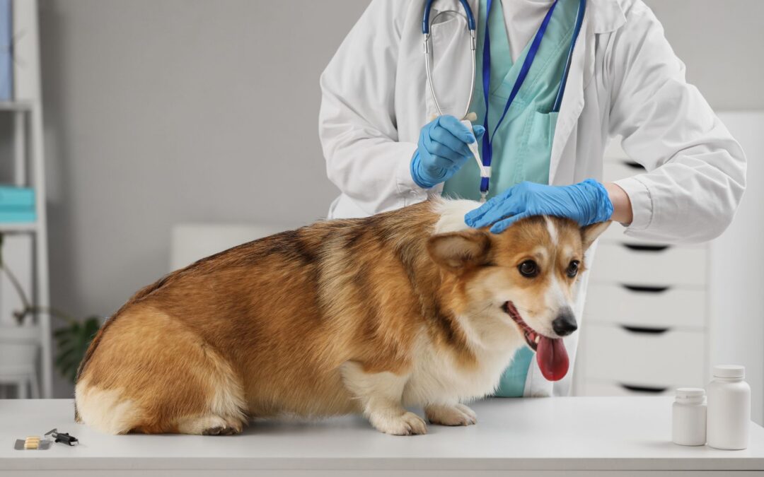Complete Guide to Flea and Tick Prevention for Dogs