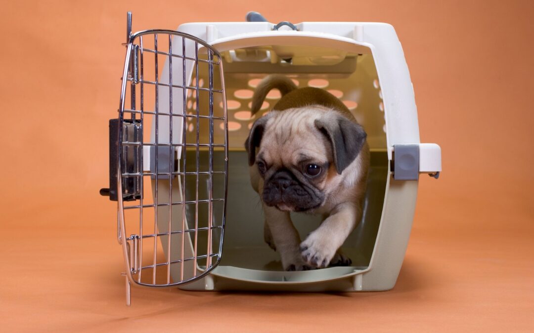 Pet Cage for Travel: How to Choose Safe Pet Carriers for Travel