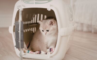 Pet Carrier for Plane Travel: Safe Smart Airline Guide