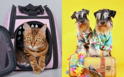 Pet Travel Requirements: Rules for Dogs & Cats