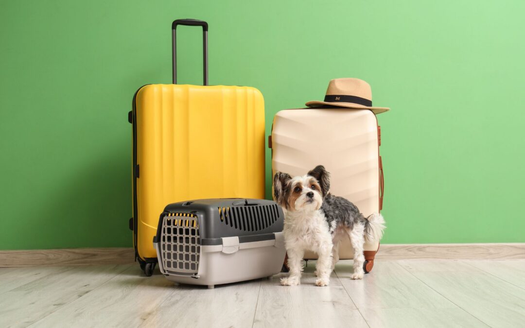 Where to Get a Health Certificate for Pet Travel