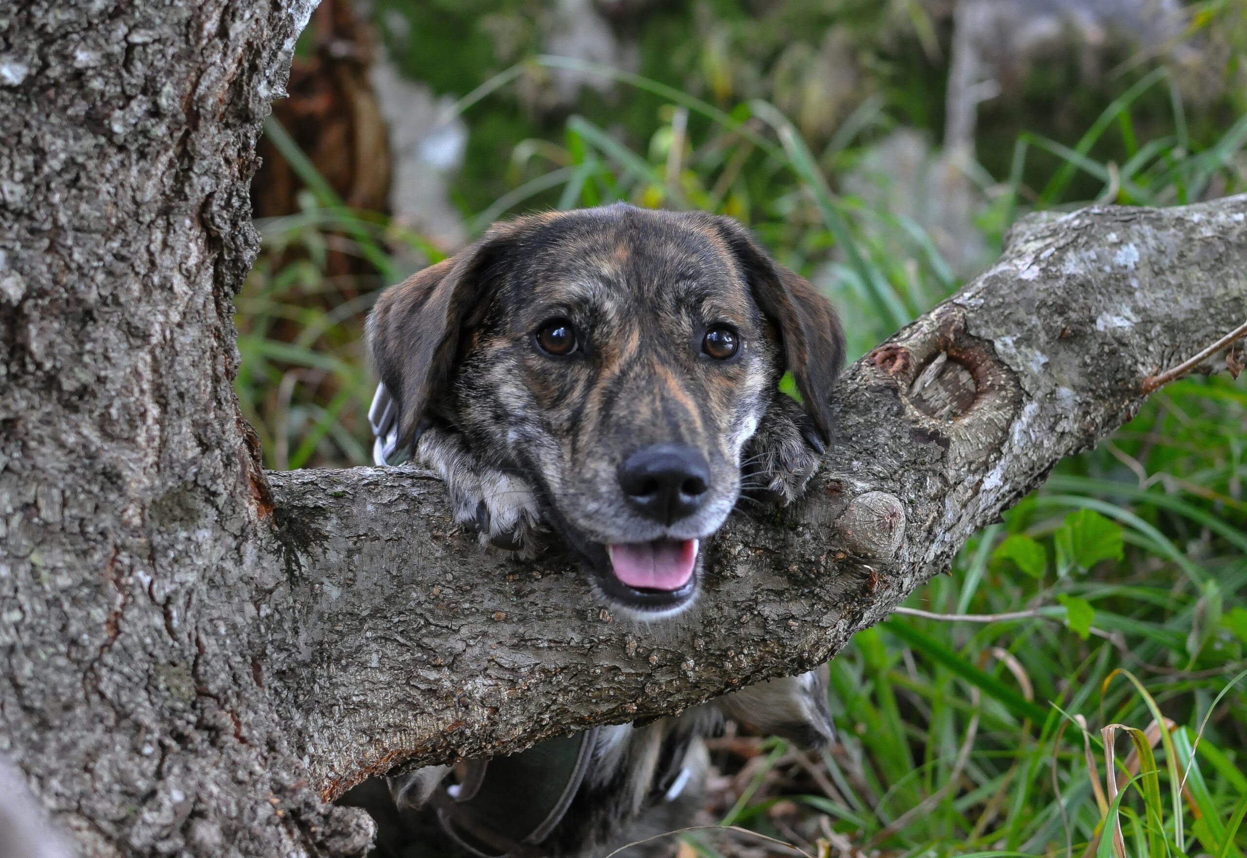 Happy dog with healthy eyes after treatment at Ridgefield Veterinary Center