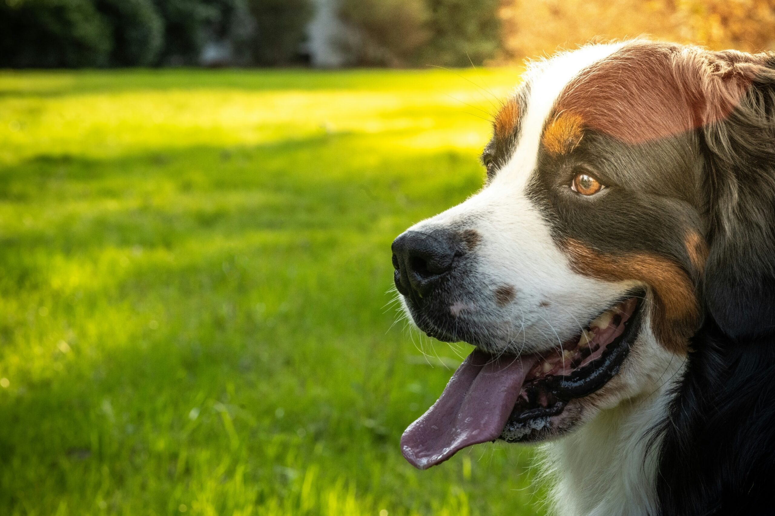 Happy dog with well-managed thyroid condition at Ridgefield Veterinary Center