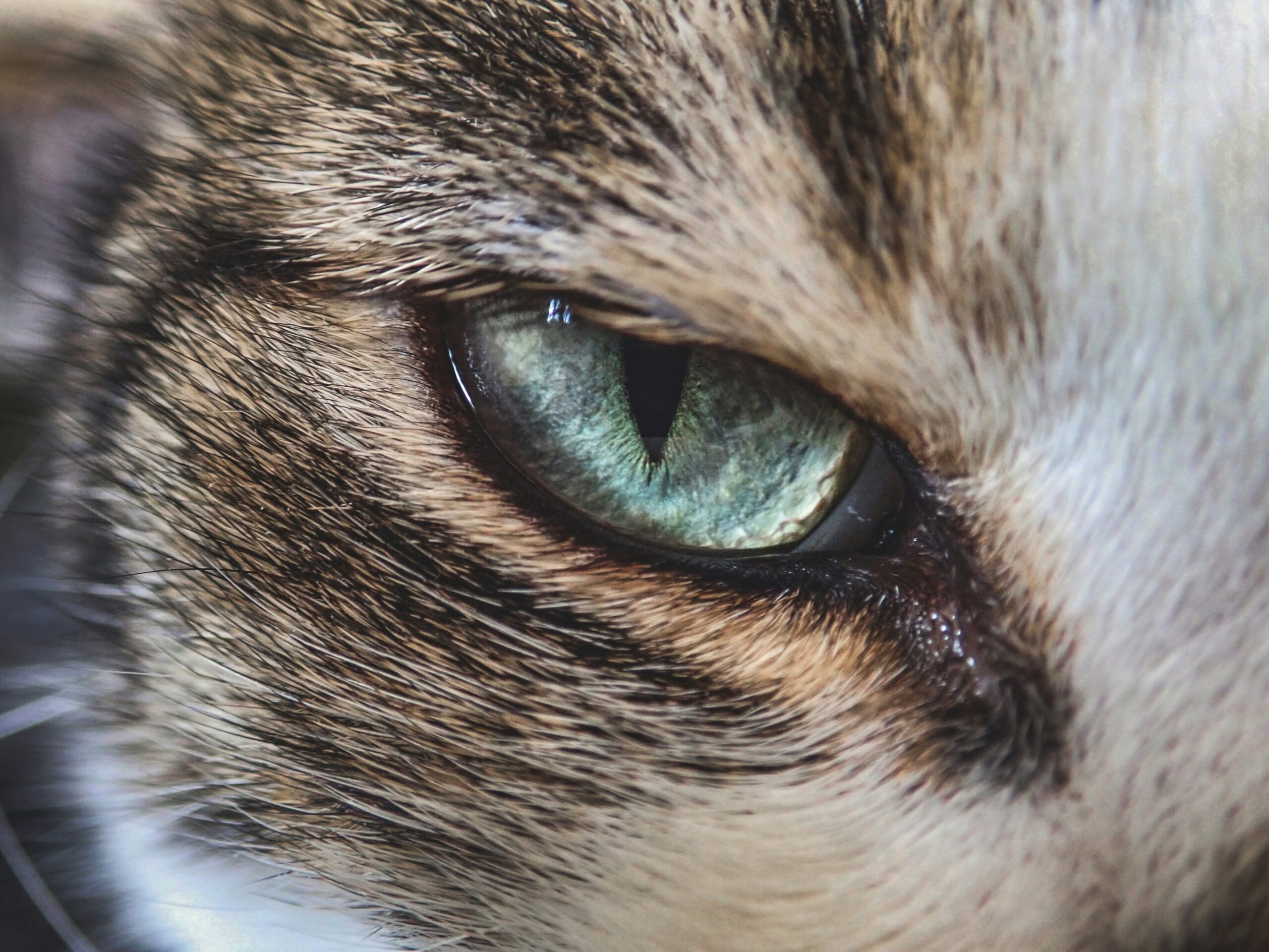 Veterinary eye exam for cat with discharge at Ridgefield Veterinary Center