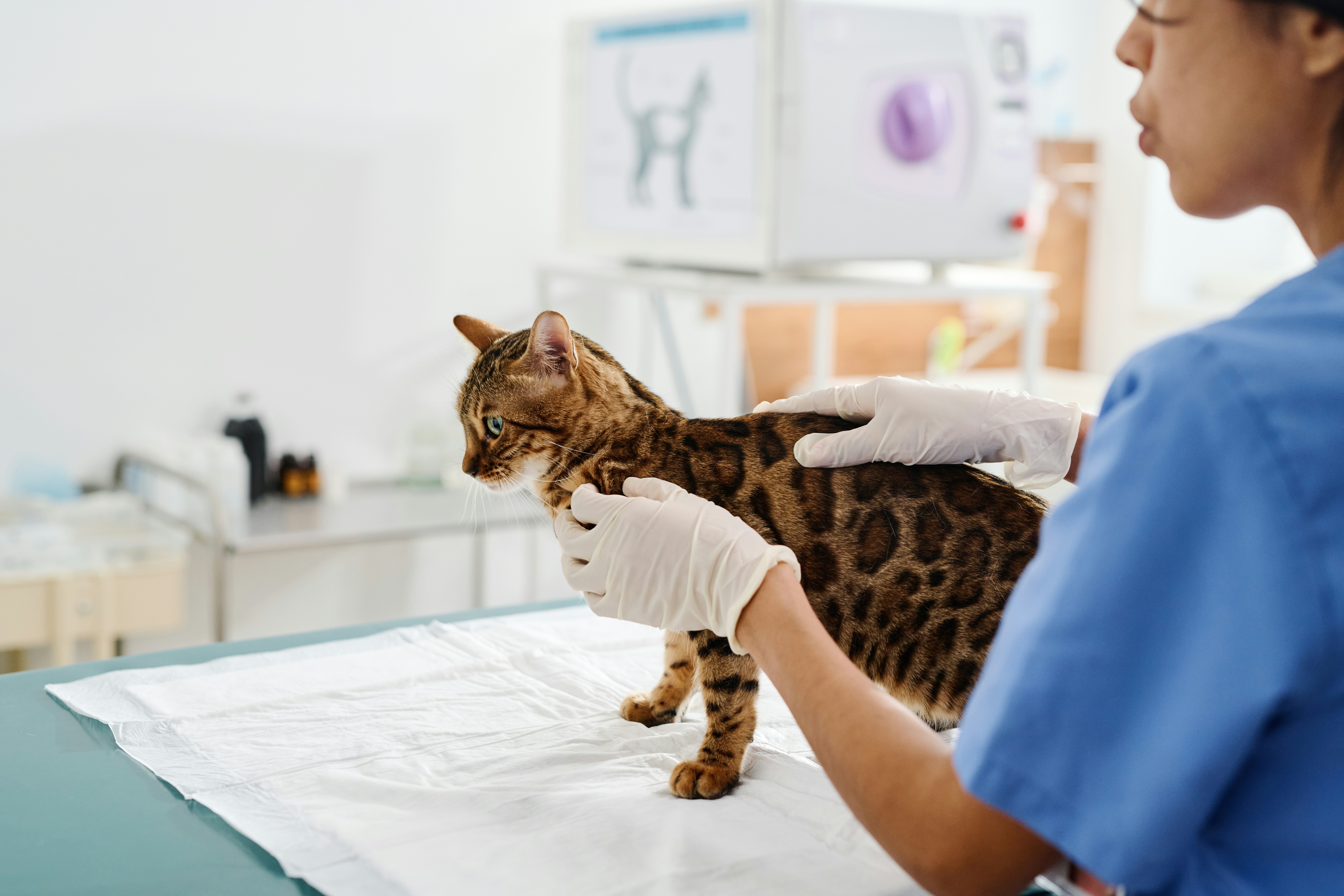Veterinary skin exam for cat with allergy symptoms at Ridgefield Veterinary Center