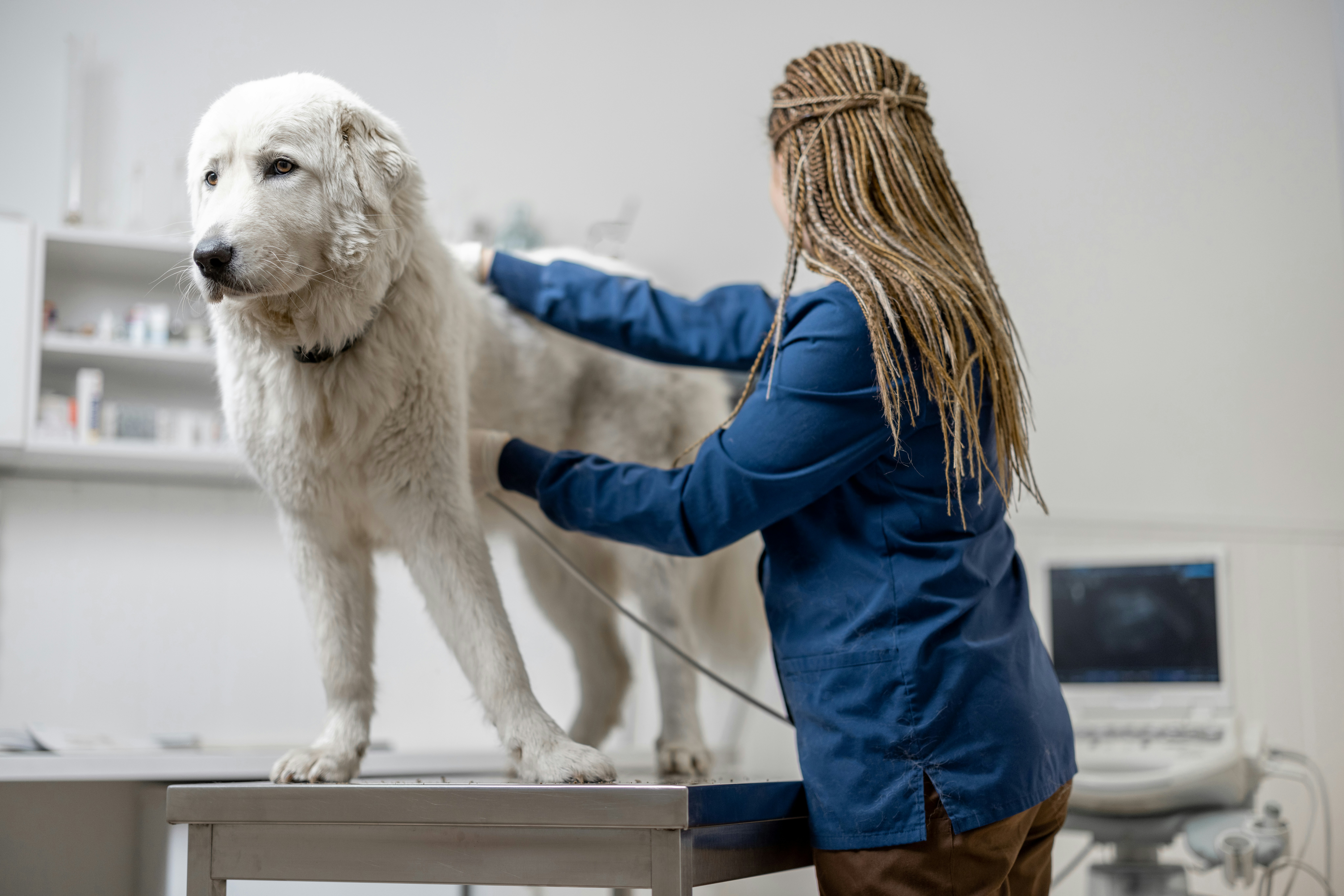 Diagnostic imaging equipment used for dogs and cats at Ridgefield Veterinary Center