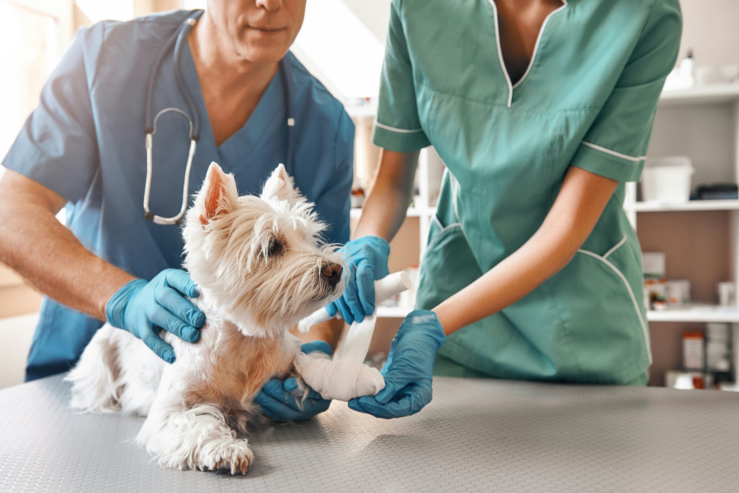 Veterinarian examining dog's leg and joints at Ridgefield Veterinary Center in Ridgefield CT