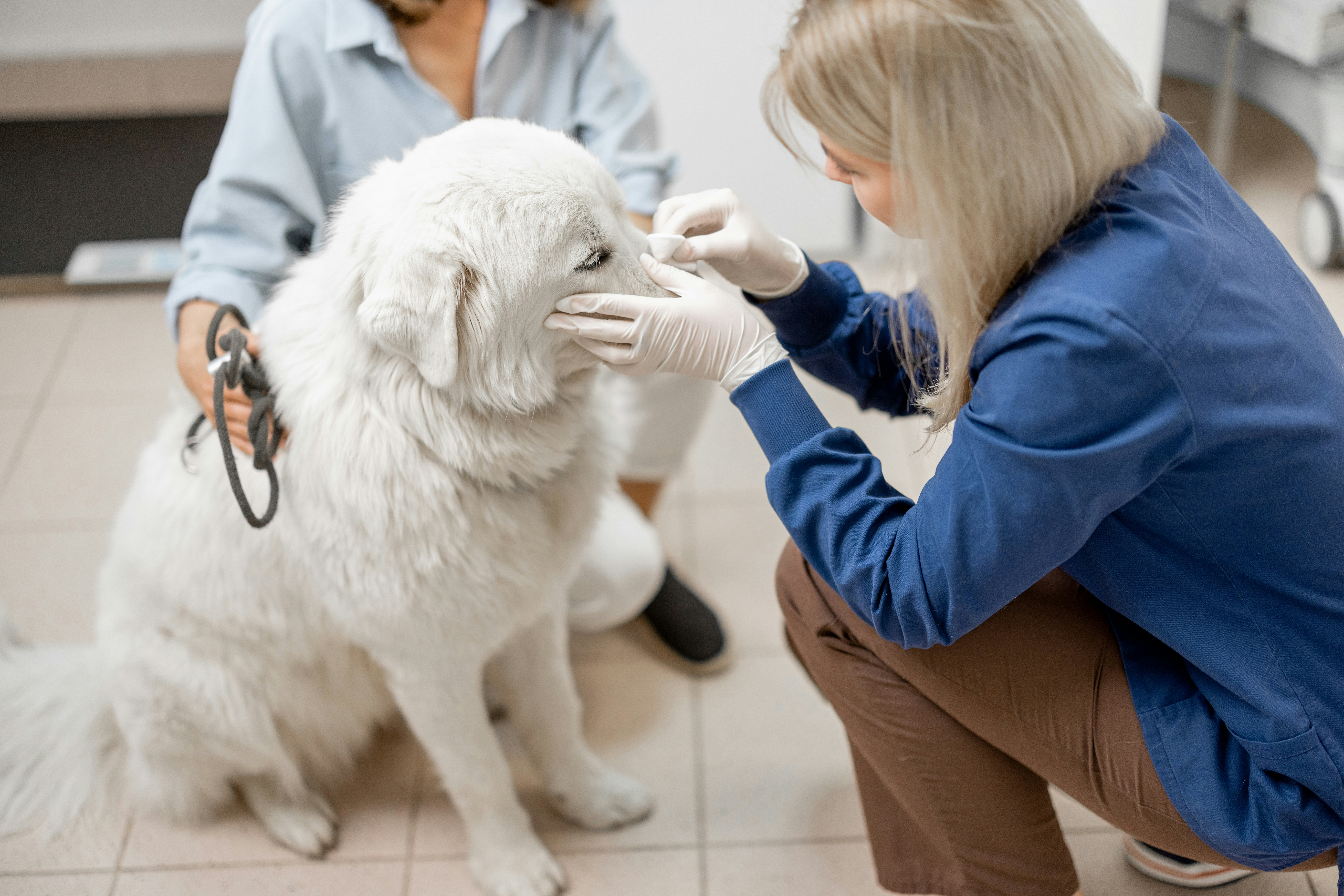 Veterinarian examining itchy dog during allergy testing appointment in Ridgefield CT