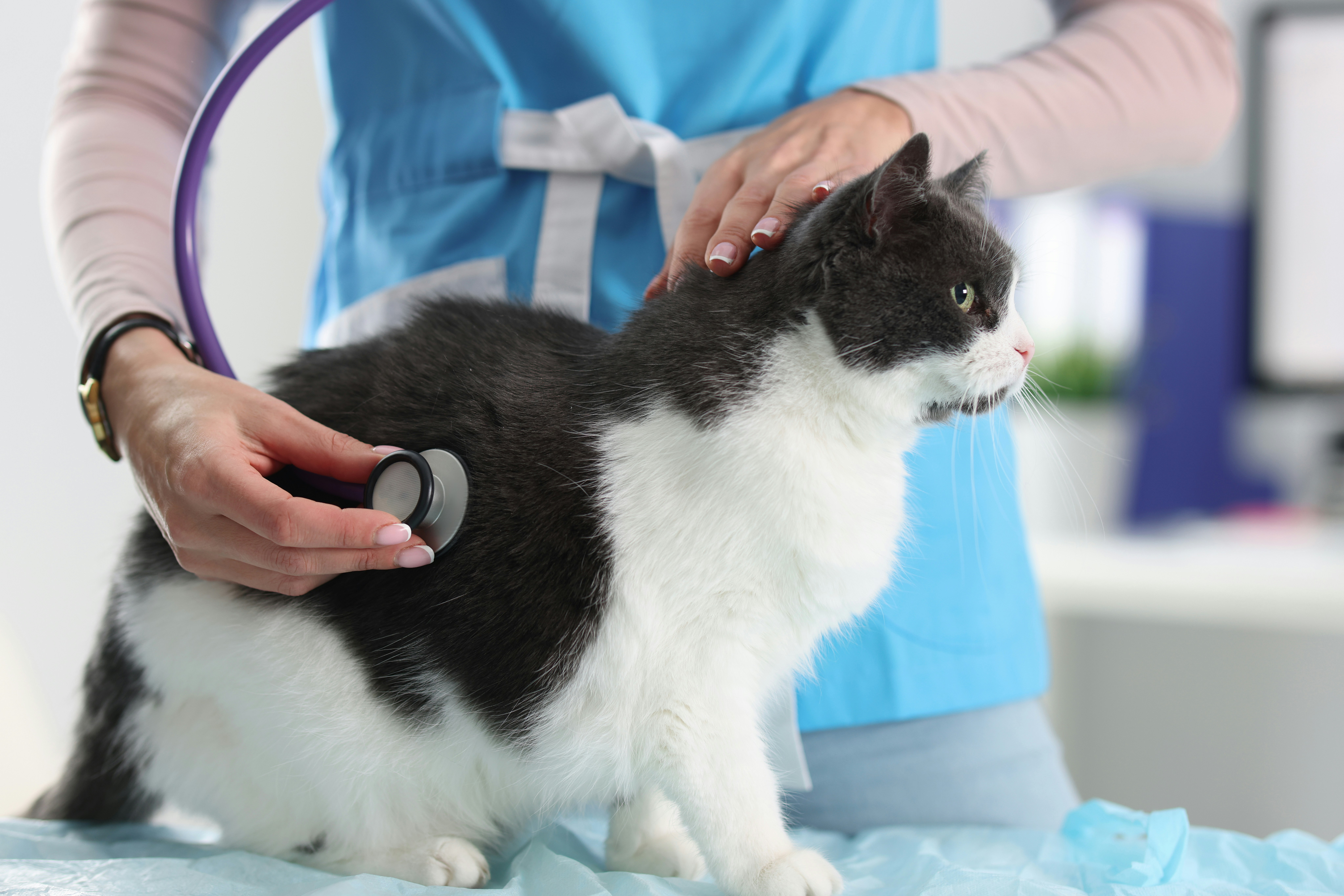 Cat undergoing diabetes management consultation at Ridgefield Veterinary Center