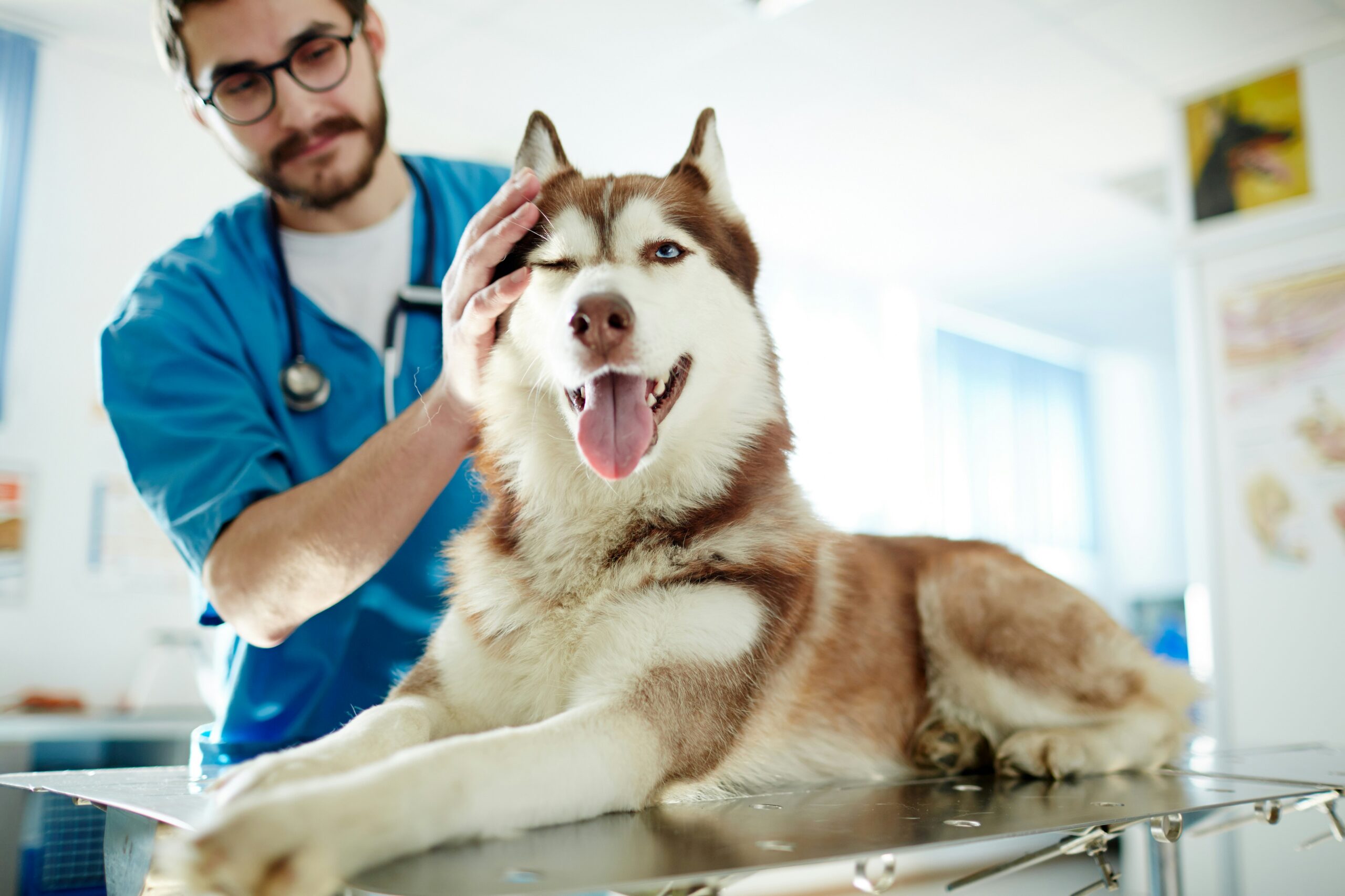 Veterinarian gently examining dog during cancer screening appointment at Ridgefield Veterinary Center in Ridgefield CT