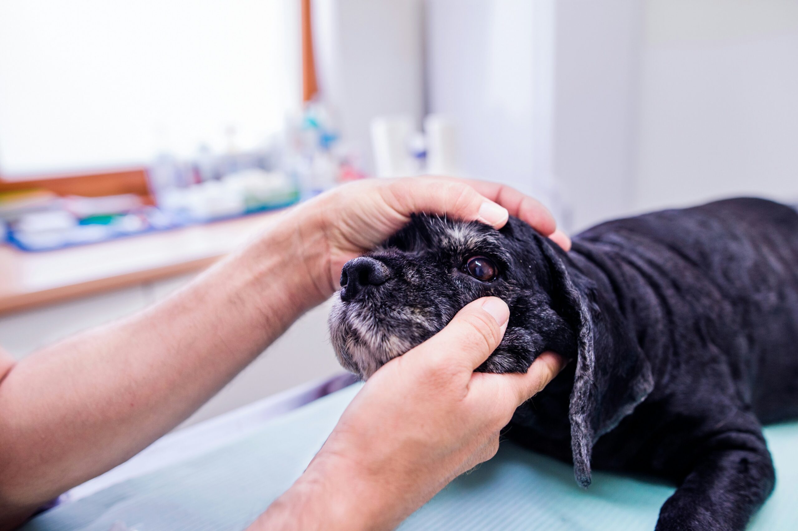 Veterinarian examining dog's eyes during pet eye care appointment in Ridgefield CT