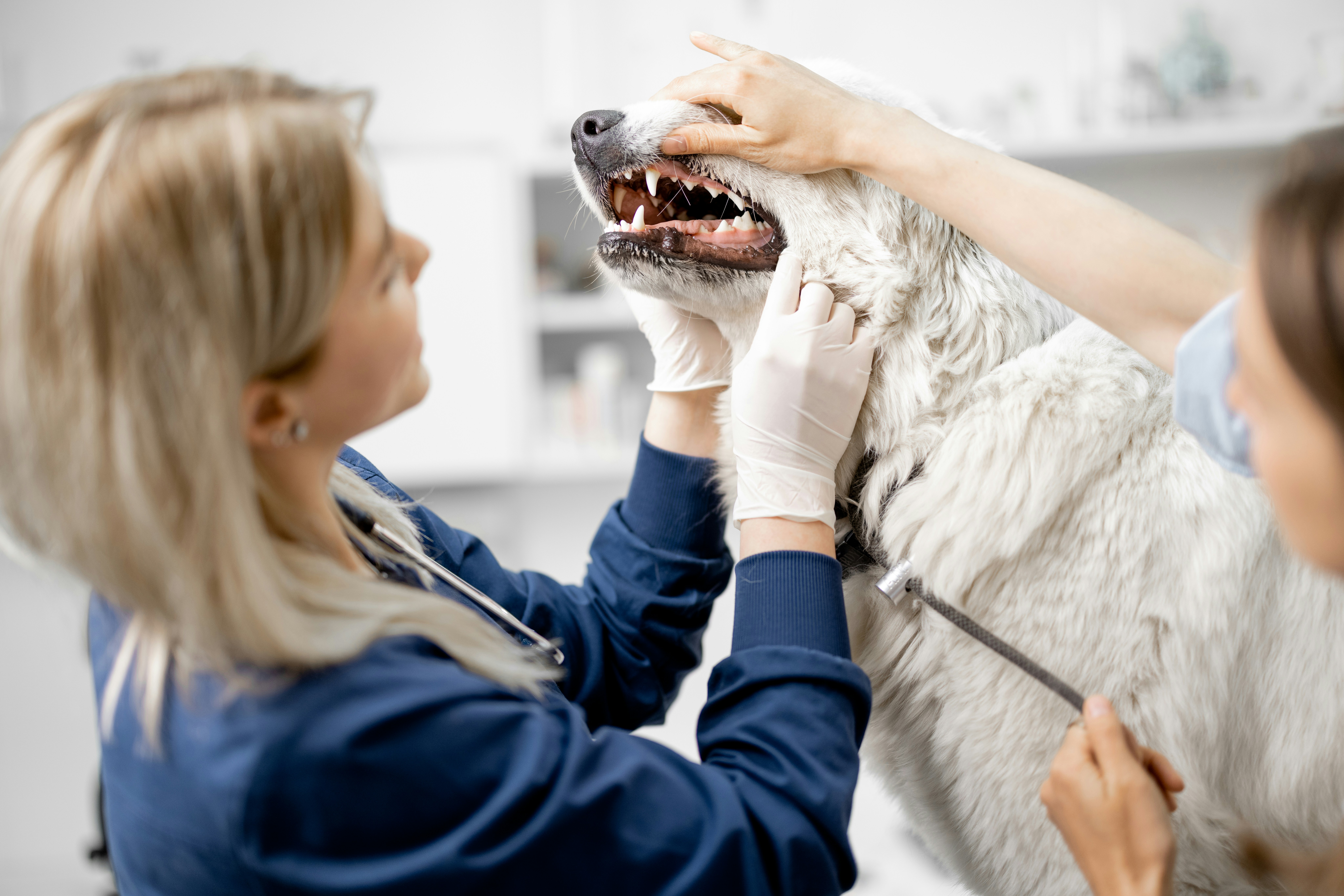 Veterinarian performing dental exam on dog at Ridgefield Veterinary Center in Ridgefield CT