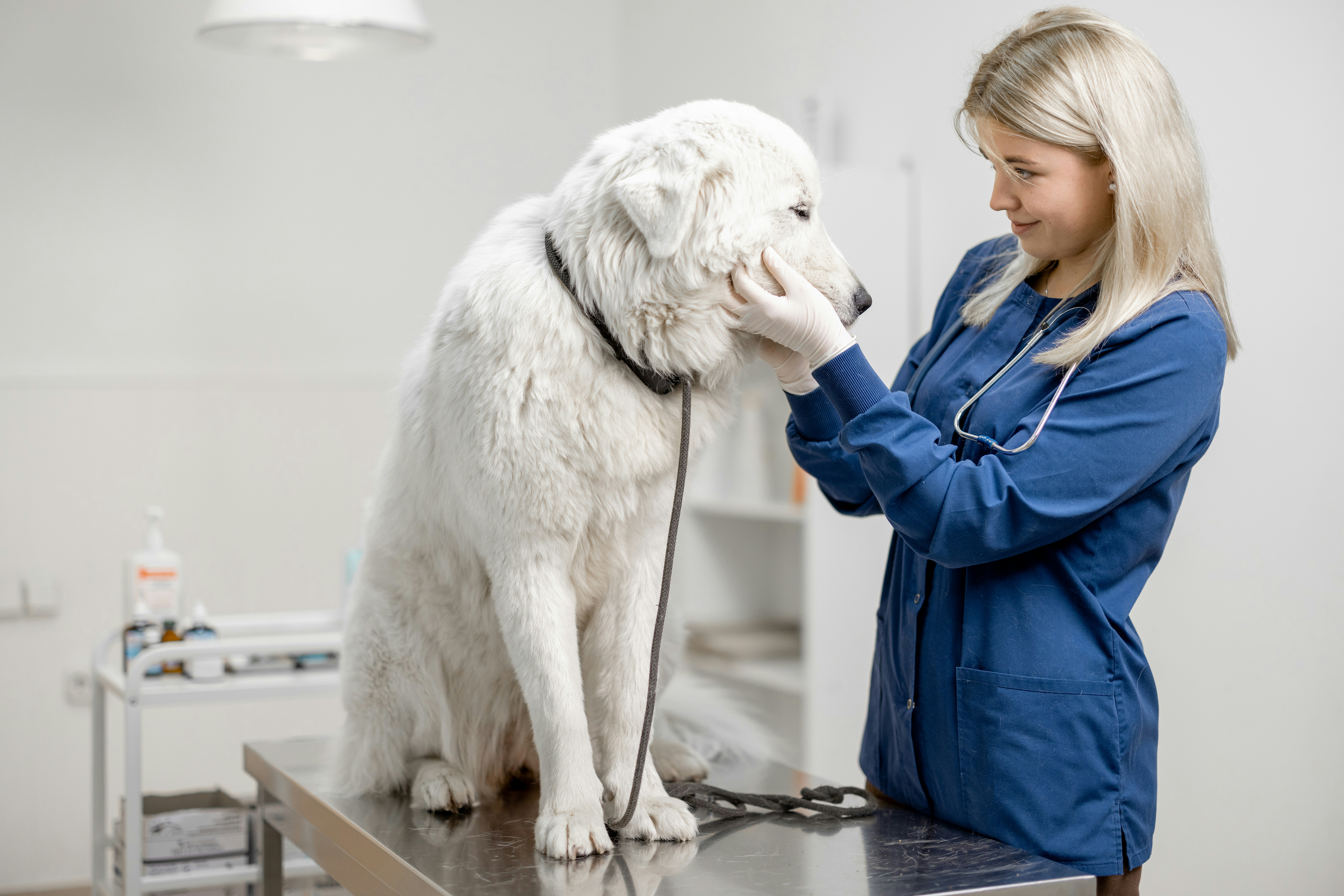 Allergy medications and prescription diets available at Ridgefield Veterinary Center pharmacy