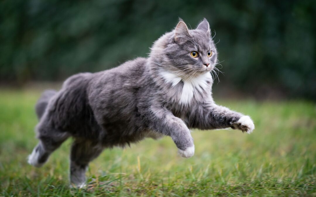 A Simple Guide to Flea and Tick Prevention for Cats