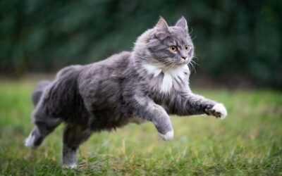 A Simple Guide to Flea and Tick Prevention for Cats