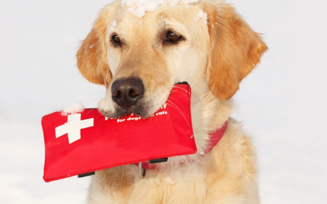 Basic Pet First Aid: What to Do in Emergencies