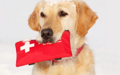 Basic Pet First Aid: What to Do in Emergencies