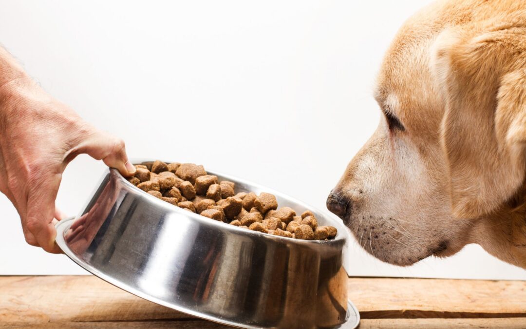 Choosing the Right Dog Food: Expert Tips for Healthier Pets
