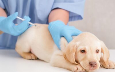 How Often Should Dogs Get Bordetella Vaccine: Smart Guide