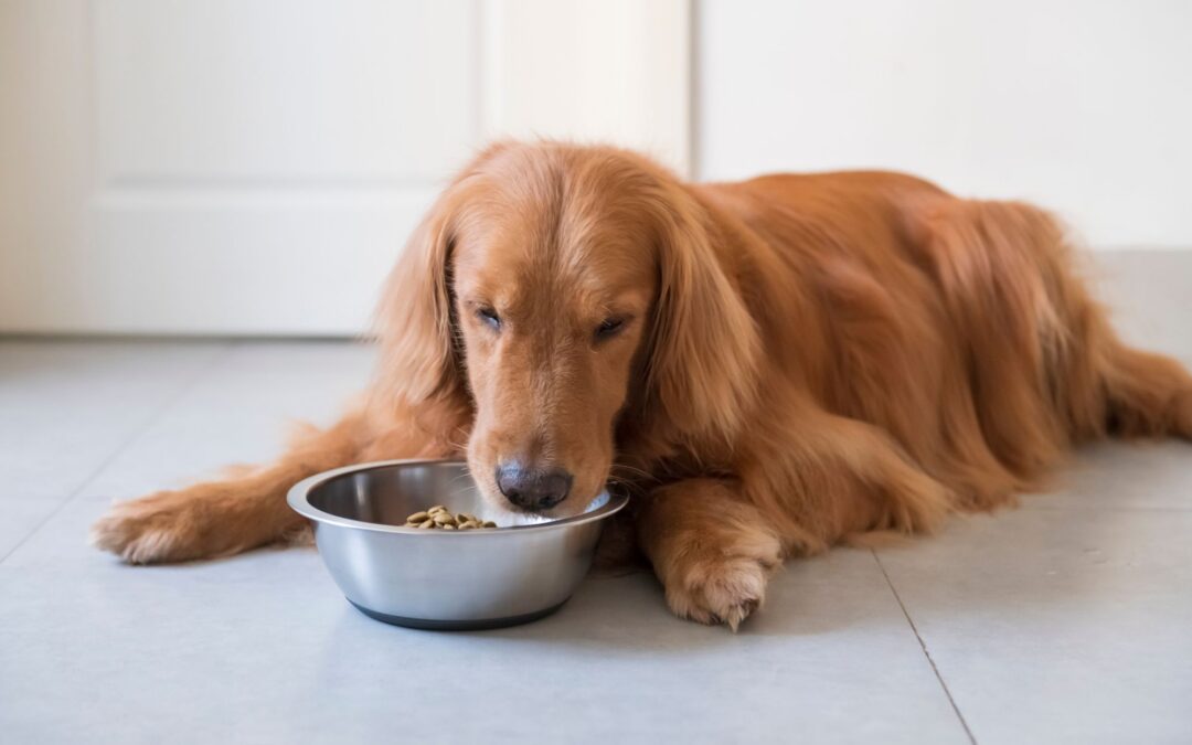 How to Choose Pet Food: Simple Expert Guide
