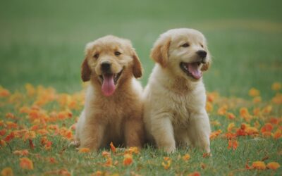 Puppy Socialization Tips for a Confident Dog