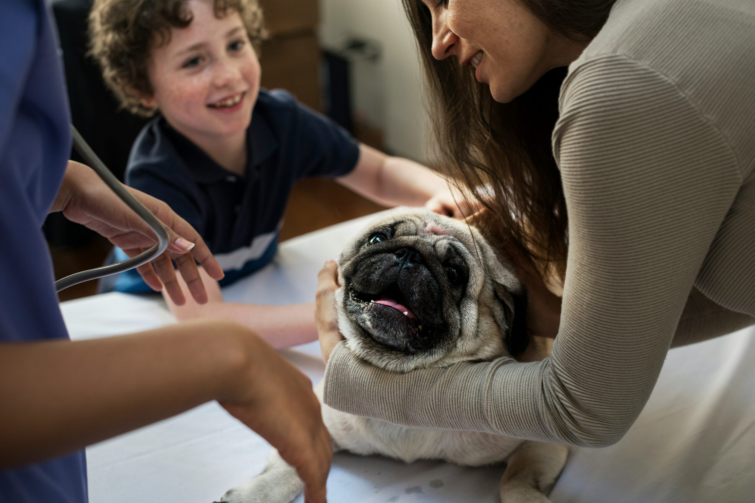 Healthy dog after gastrointestinal treatment at Ridgefield Veterinary Center