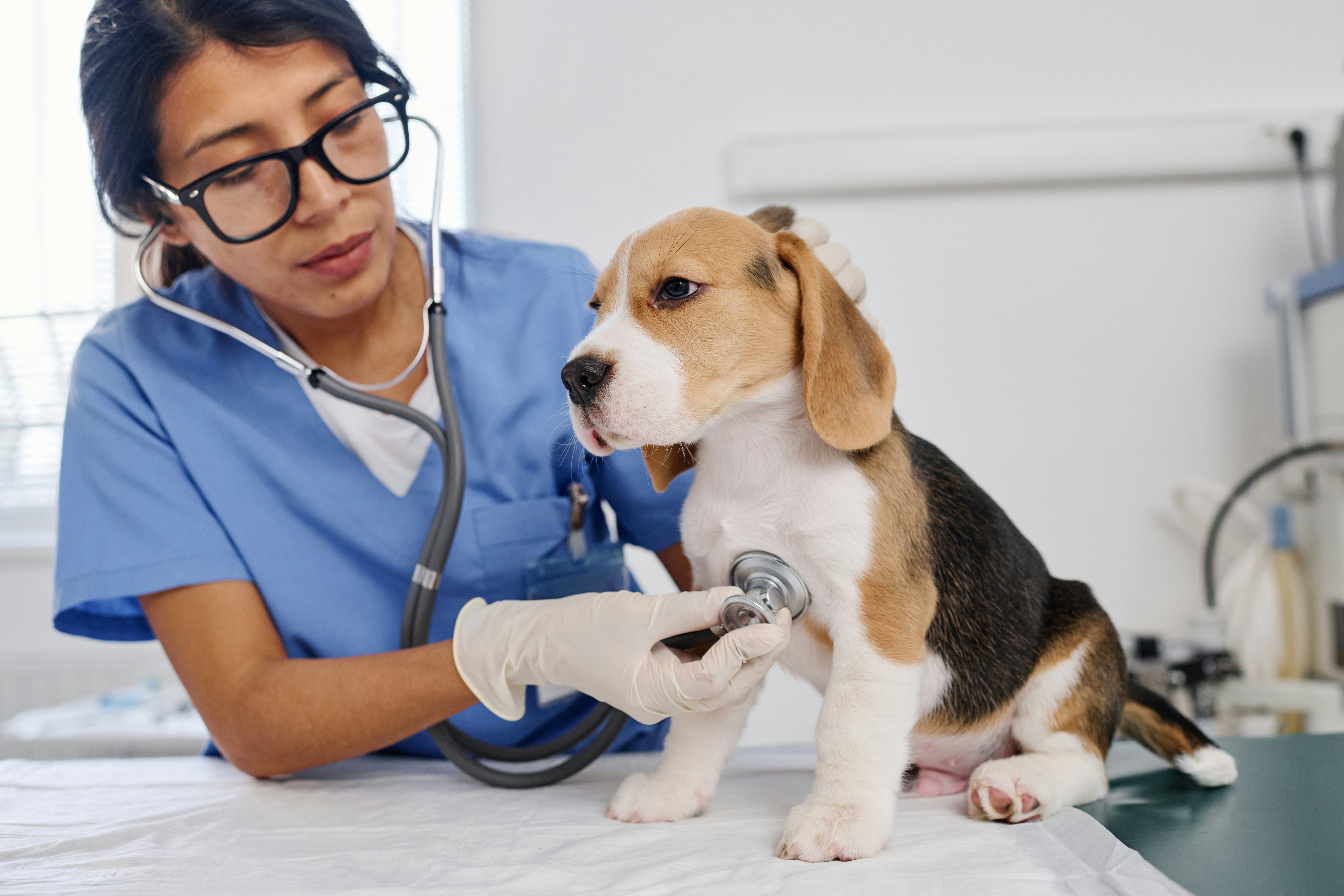 Veterinarian examining dog for liver disease in Ridgefield CT