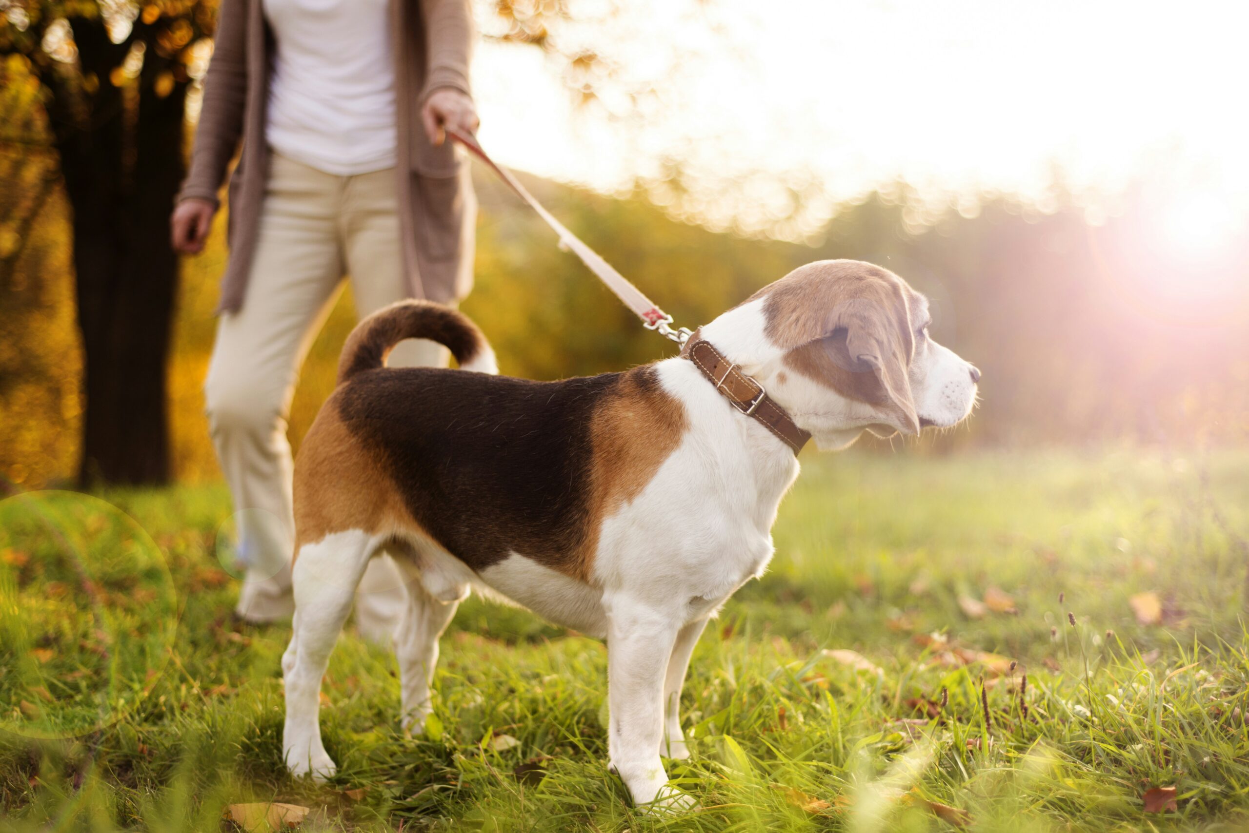 Healthy dog after weight loss management at Ridgefield Veterinary Center