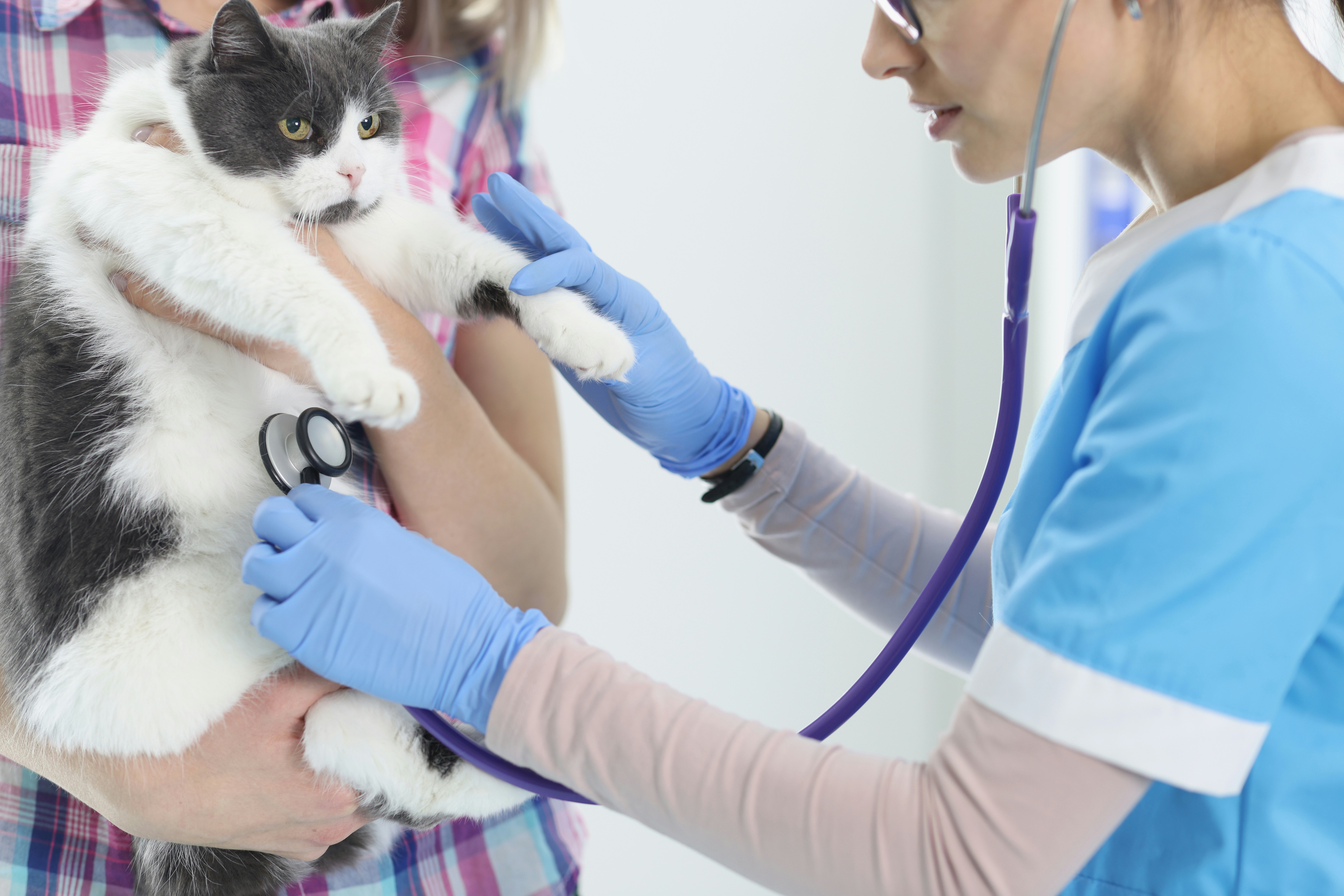 Cat being weighed and assessed for weight management at Ridgefield Veterinary Center