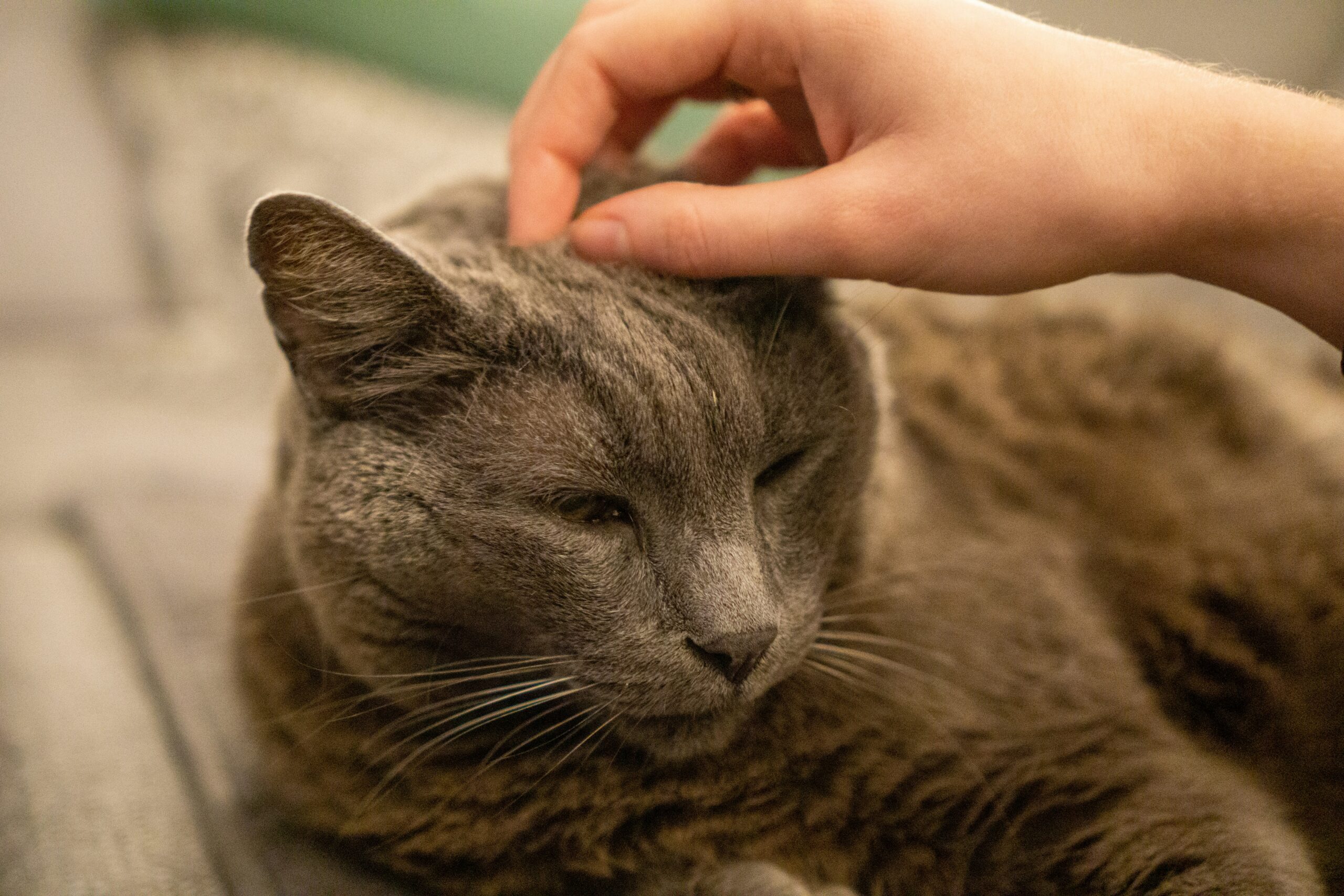 Healthy recovered cat after successful spay neuter procedure Ridgefield CT