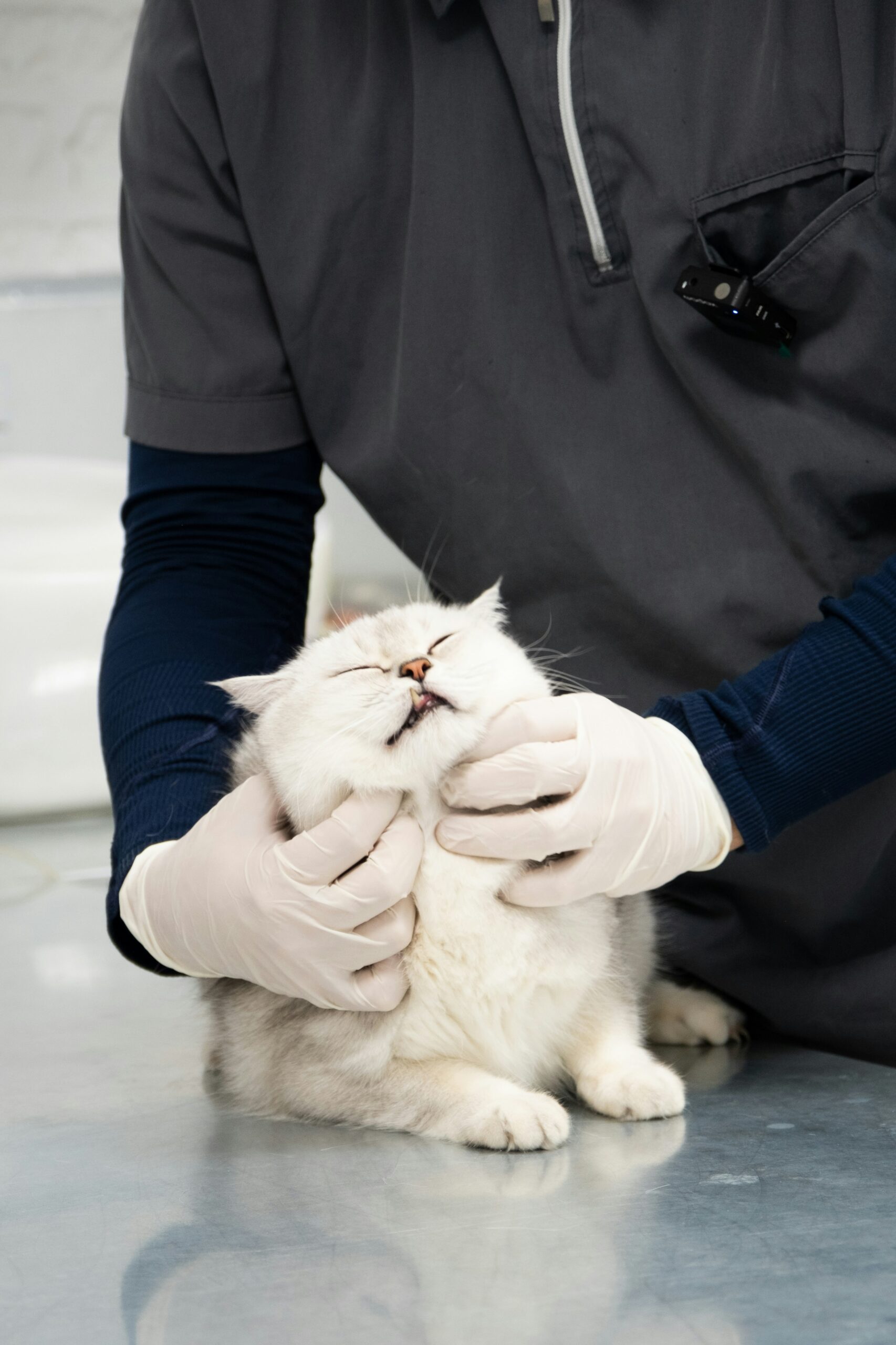 Cat being evaluated for skin irritation at Ridgefield Veterinary Center