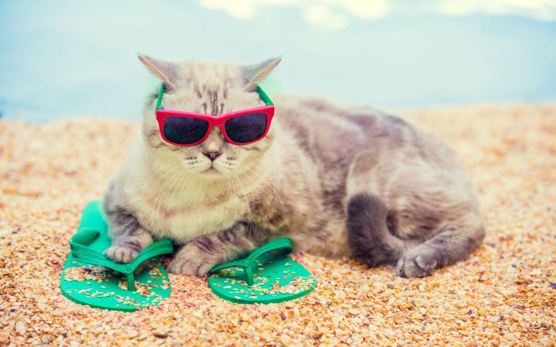 How to Keep Cats Cool in Summer: Vet Tips for Cat Owners