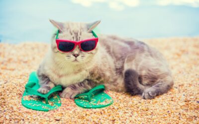 How to Keep Cats Cool in Summer: Vet Tips for Cat Owners