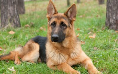 Signs of Ear Infection in Dogs: What Every Owner Needs to Know