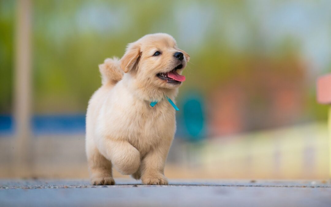 Why Is My Dog Limping? Causes, Signs & When to Act