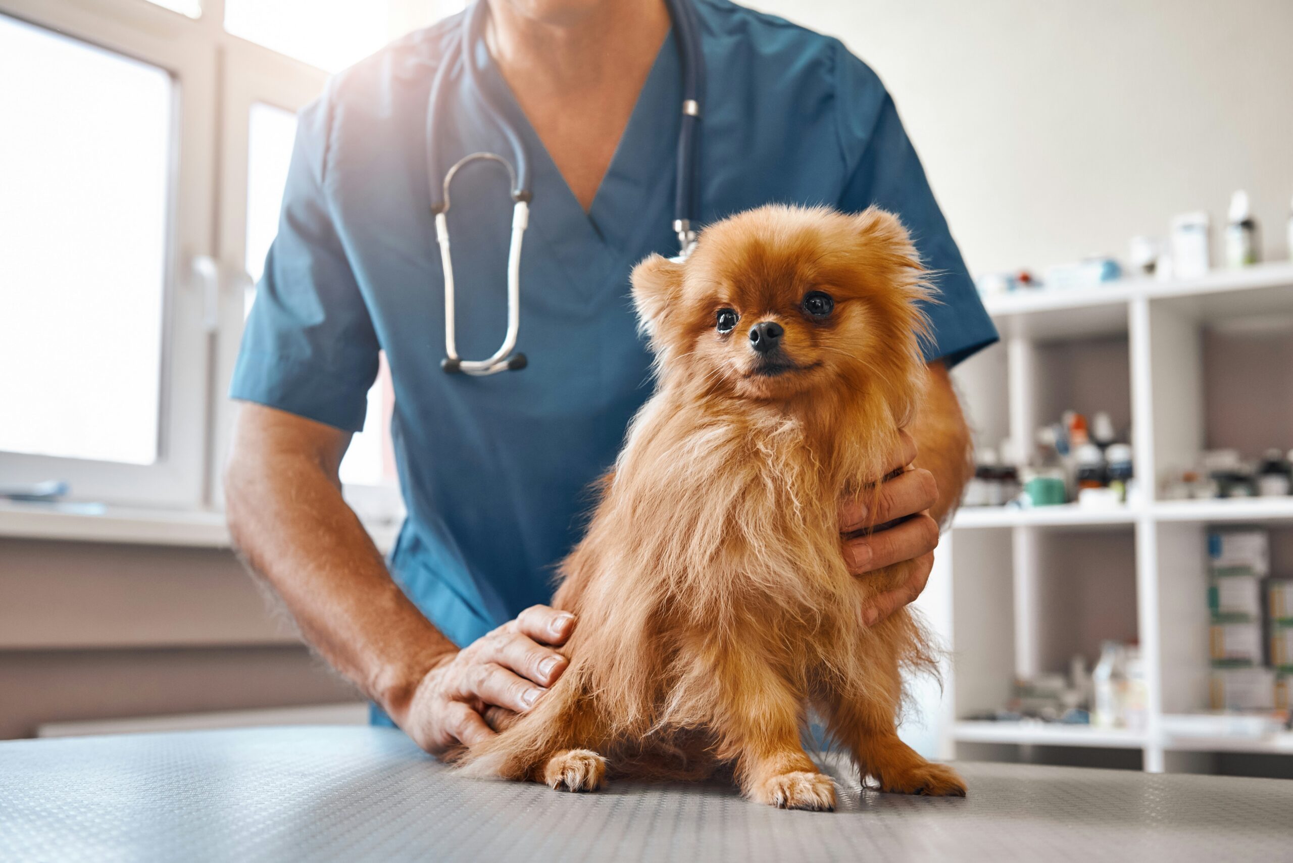 Veterinarian performing pre-travel health exam for dog in Ridgefield CT