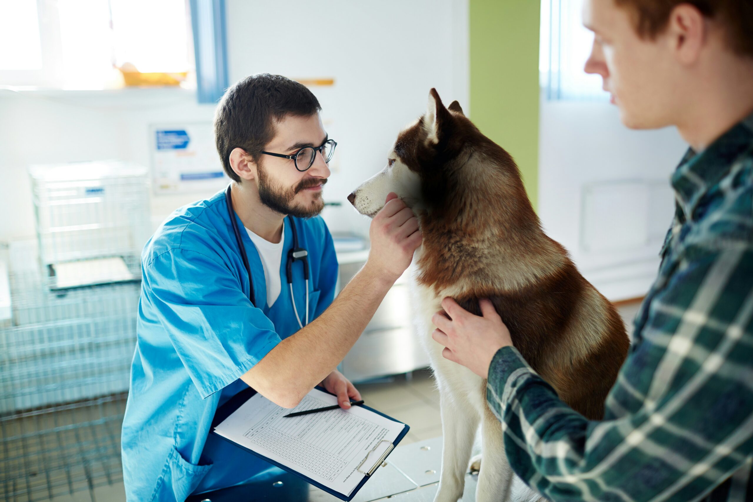 Veterinary team preparing pet travel documentation in Ridgefield CT