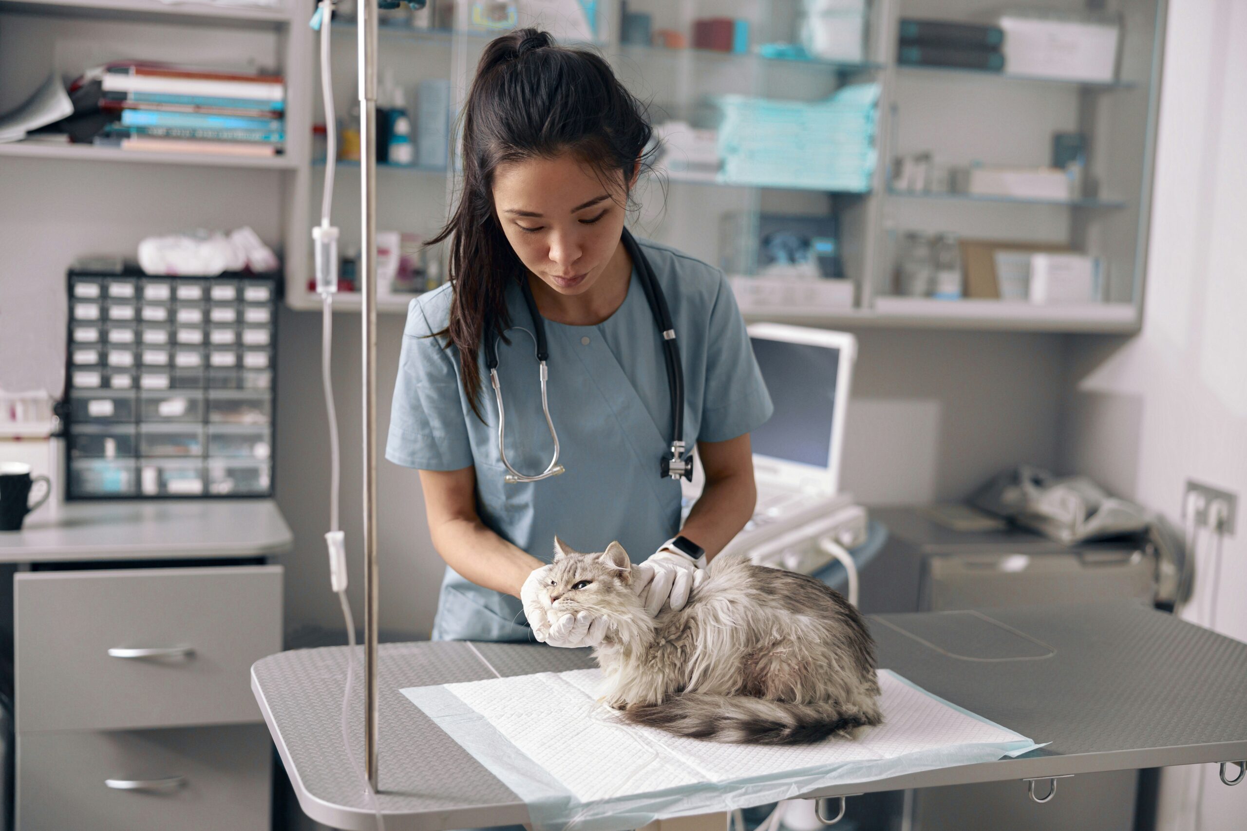 Cat receiving travel health evaluation at Ridgefield Veterinary Center