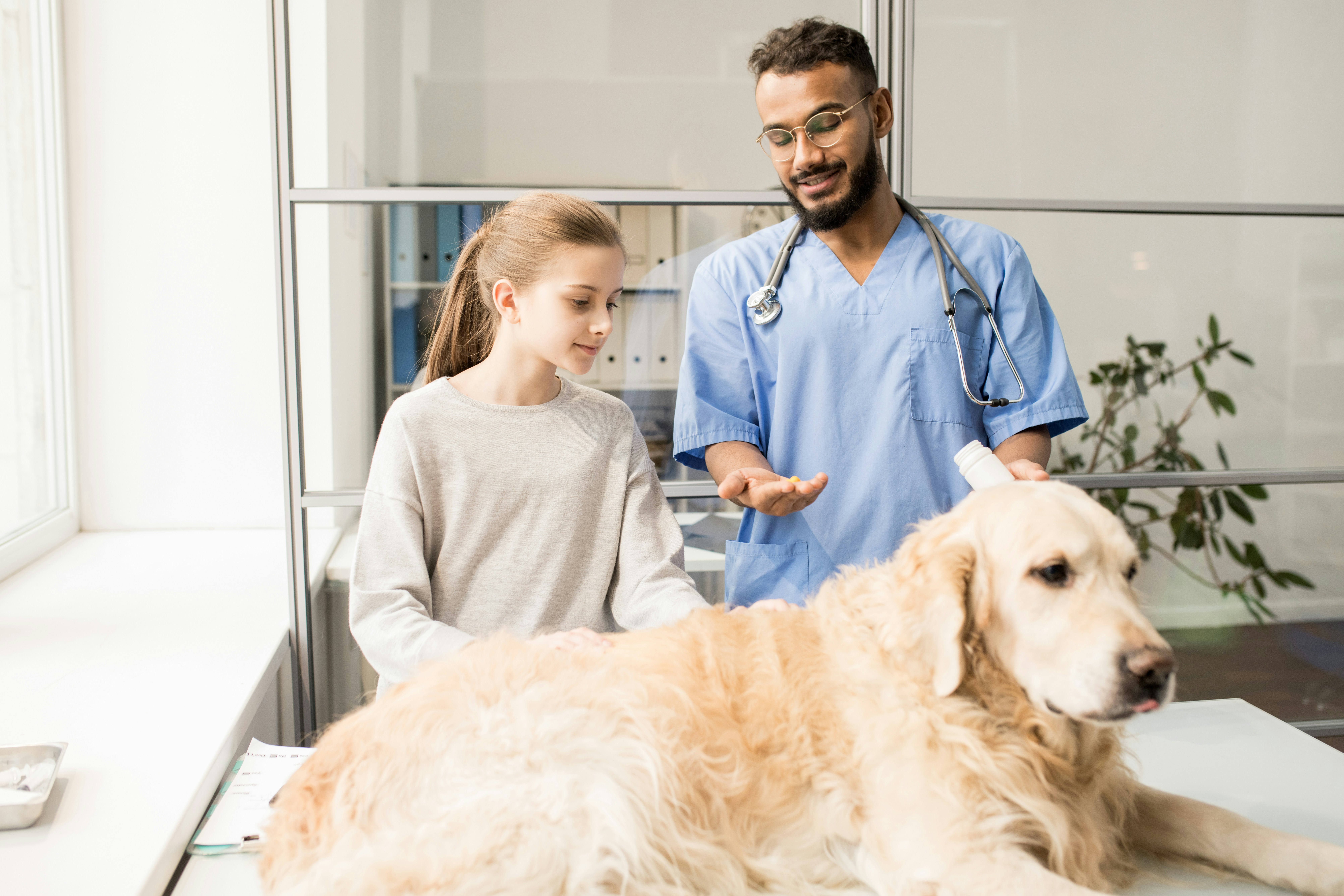 Veterinarian providing comfort-focused care for senior dog in Ridgefield CT