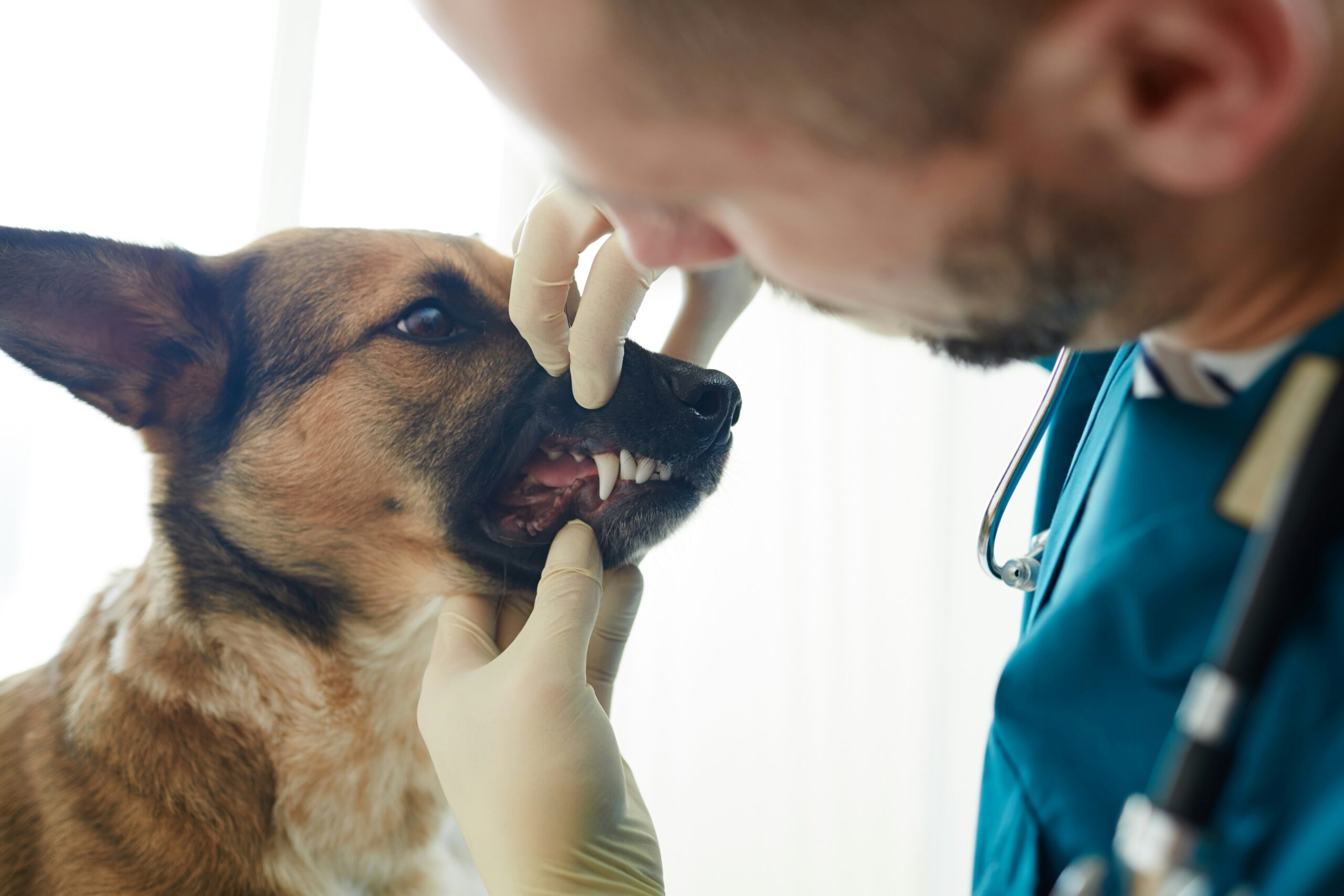Veterinarian performing comprehensive physical exam on dog in Ridgefield CT