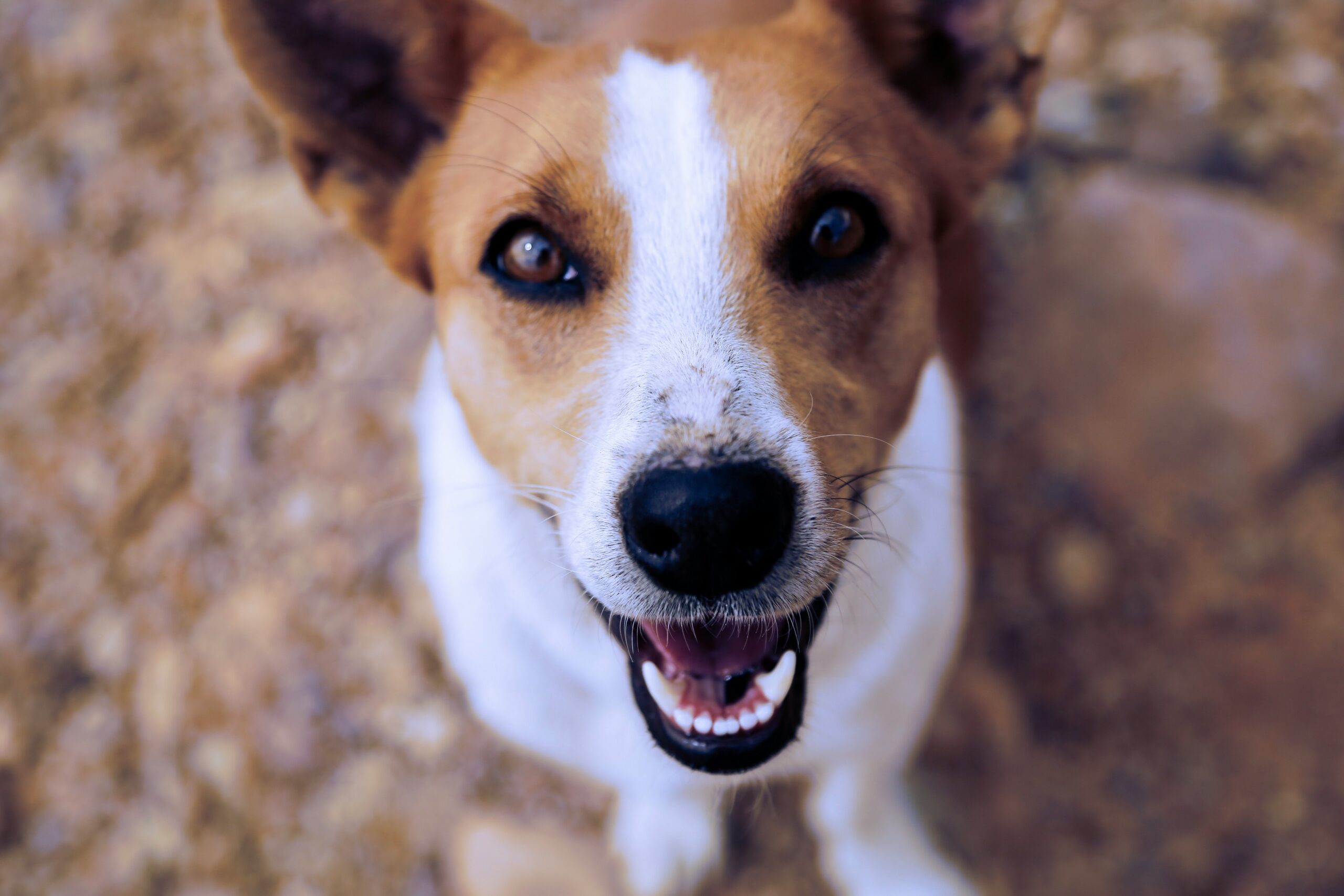 Healthy dog after comprehensive wellness exam at Ridgefield Veterinary Center