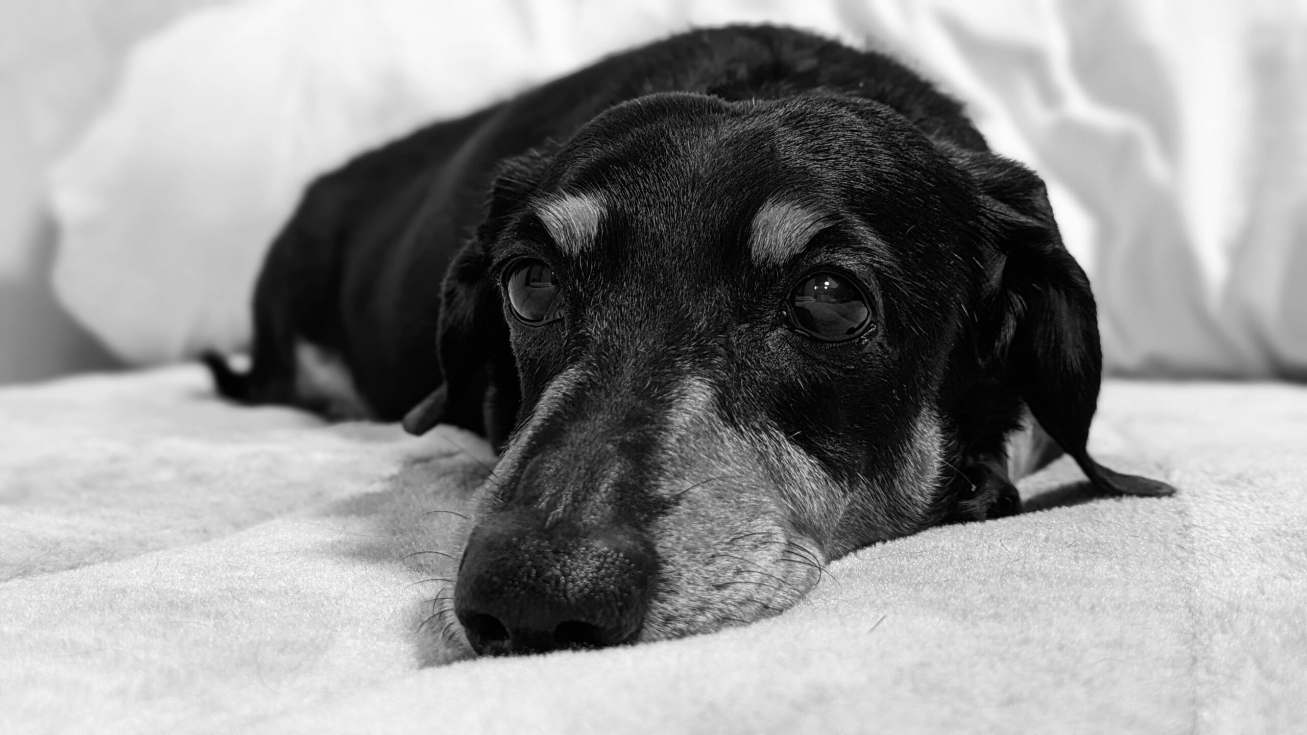 Senior dog resting comfortably after hospice support at Ridgefield Veterinary Center