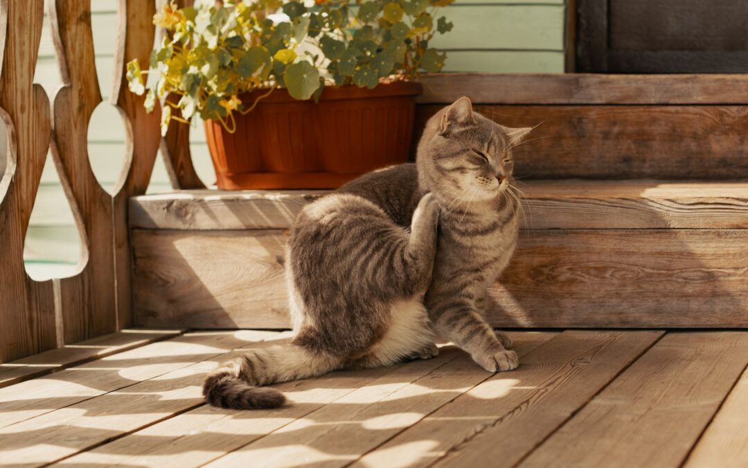 Best Flea Treatment for Kittens: Safe Options by Age