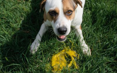 Dog Vomiting Yellow Bile: Causes and When to Worry