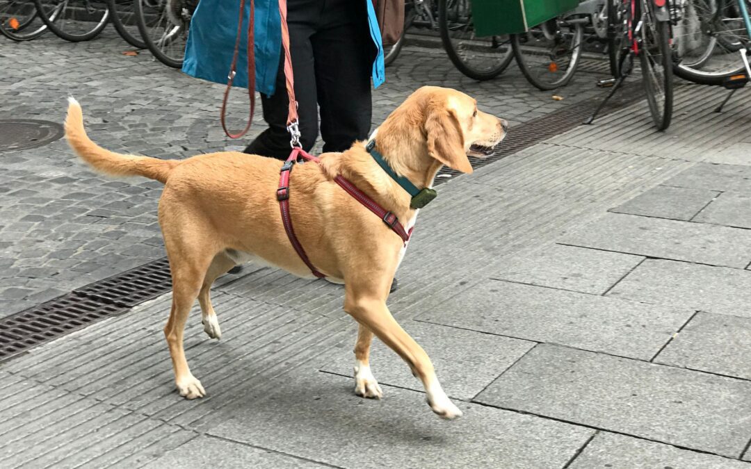Hot Pavement Burns on Dog Paws: Signs, Treatment & Care