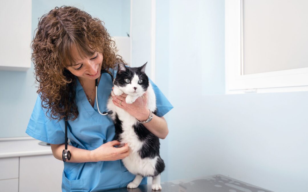 How Often Should Cats See the Vet? By Life Stage